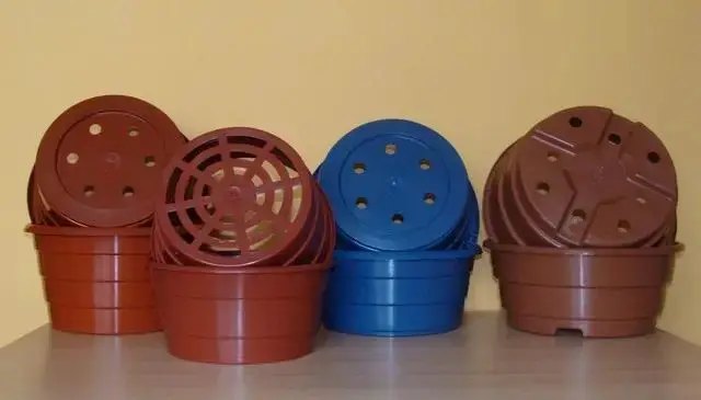 квіти, вирощування квітів, миски для хризантем, вирощування хризантем і мисках, для яких квітів можна використовувати миски для хризантем