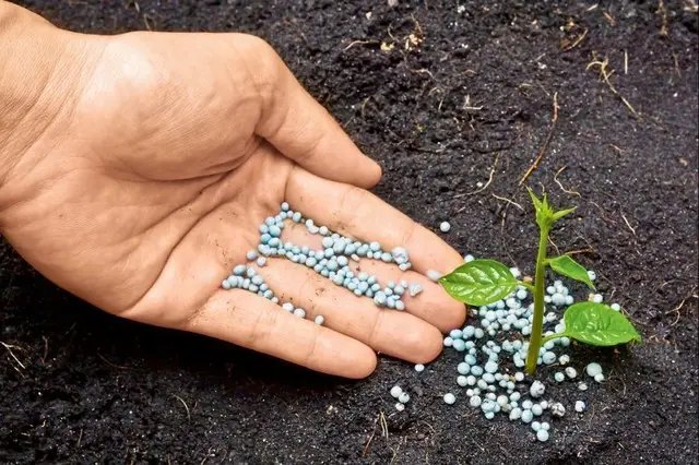 добрива, пролонговані добрива, пролонговані добрива Осмокот, застосування добрив Osmocote, як працюють добрива Osmocote