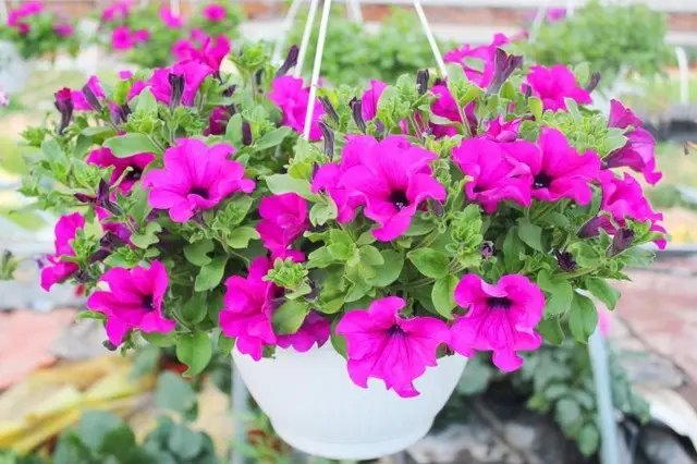 горщики, підвісні горщики, горщики ЛотПласт, підвісні горщики ЛотПласт, використання підвісних горщиків, розміщення підвісних горщиків ЛотПласт