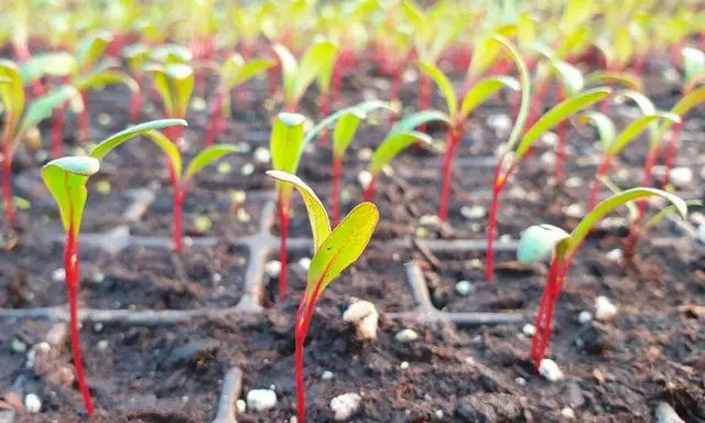 Розсада столового буряка розсада, посадка розсади, вирощування розсади, посадка розсади у червні, червнева посадка розсади, вирощування розсади у червні