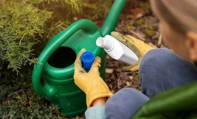 хвойні, вирощування хвойних, посадка хвойних, догляд за хвойними, підживлення хвойних, підживлення хвойних влітку