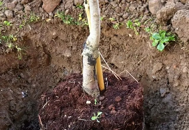 хурма, вирощування хурми, посадка хурми, догляд за хурмою, особливості вирощування хурми, не розпускається хурма, основні причини