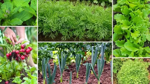 липень, збір урожаю, посадка нових культур, що посадити у липні, ранній урожай, що посадити у липні, щоб до осені отримати урожай