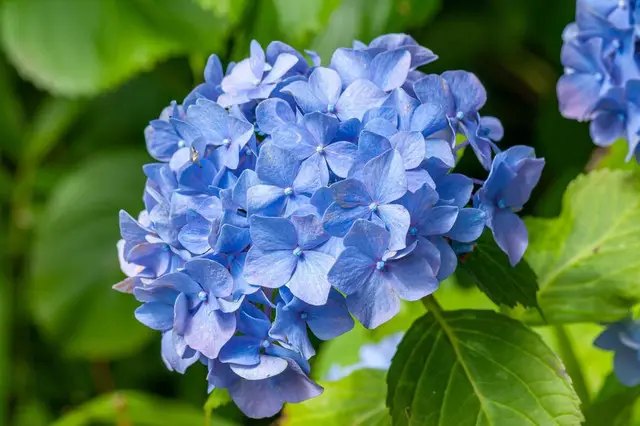 Гортензія волотиста рослини, декоративні культури, топ-5 рослин для посадки у липні, які культури варто посадити у липні, найкращі саджанці для посадки у липні