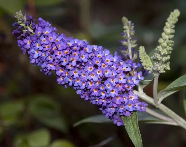 Будлея Давида, яку ще називають “метеликовим кущем” рослини, декоративні культури, топ-5 рослин для посадки у липні, які культури варто посадити у липні, найкращі саджанці для посадки у липні