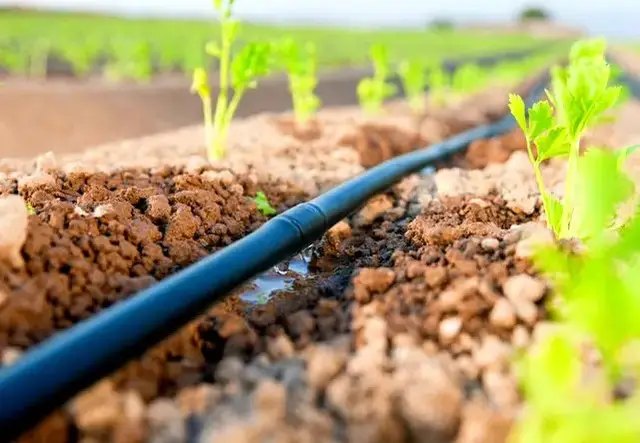 ягідні рослини, плодові дерева, полив, полив рослин, крапельний полив рослин, системи крапельного поливу рослин