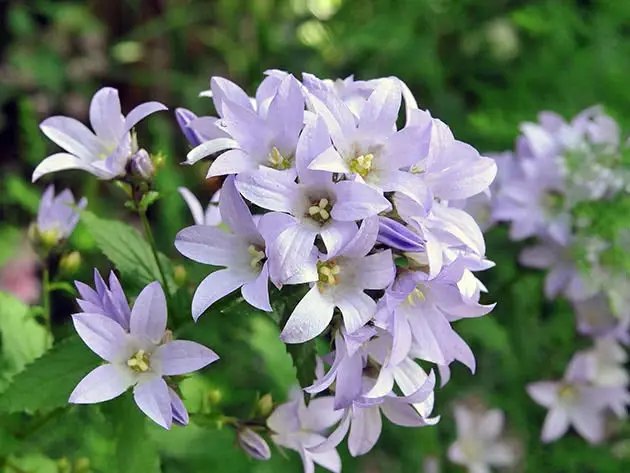 дзвоники, вирощування дзвоників, посадка дзвоників, догляд за дзвониками, особливості посадки дзвоників