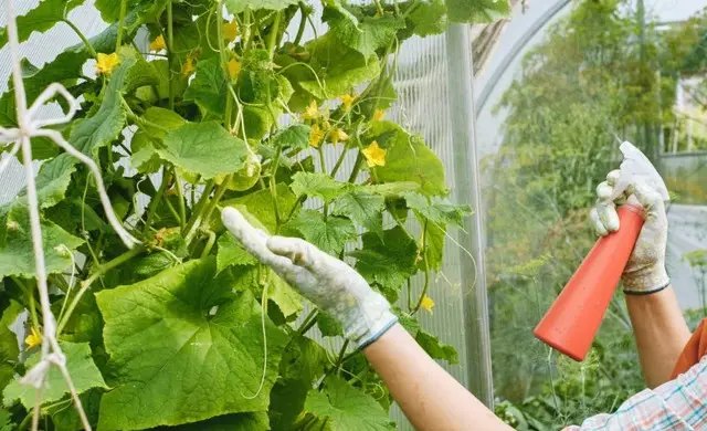 огірки, вирощування огірків, посадка огірків, догляд за огірками, обробка огірків від шкідників, обробка огірків від хвороб