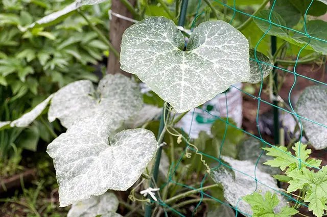 огірки, вирощування огірків, посадка огірків, догляд за огірками, обробка огірків від шкідників, обробка огірків від хвороб