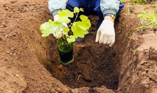 календар, місячний календар, місячний календар садівника, місячний календар городника, місячний календар на серпень 2025 року