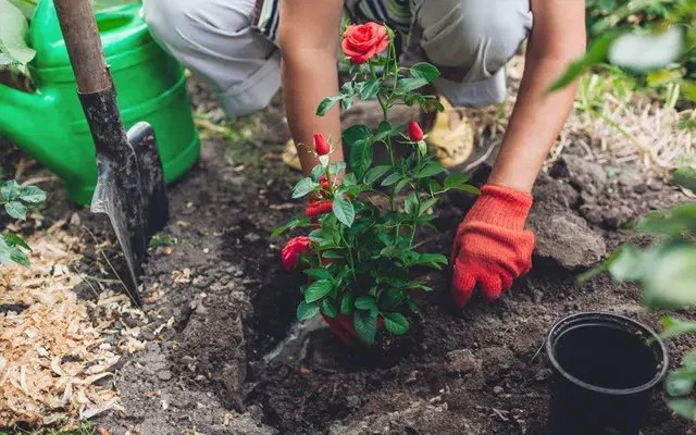 календарь, лунный календарь, лунный календарь садовода, лунный календарь огородника, лунный календарь на август 2025 года