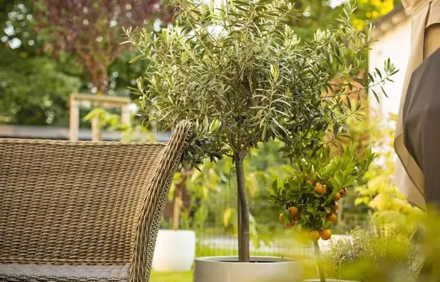 оливкове дерево, вирощування оливкового дерева, посадка оливкового дерева, догляд за оливковим деревом