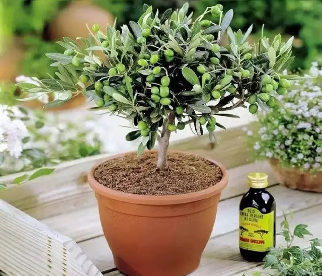 оливкове дерево, вирощування оливкового дерева, посадка оливкового дерева, догляд за оливковим деревом