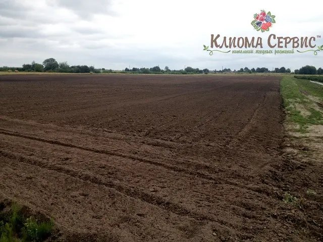 підготовка плантації під садіння малини на мульчують плівку