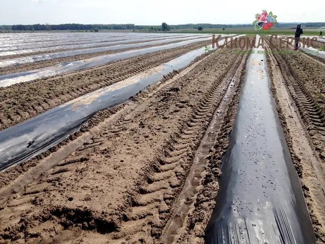 Фото нарізаних рядів для посадки, плантація малини