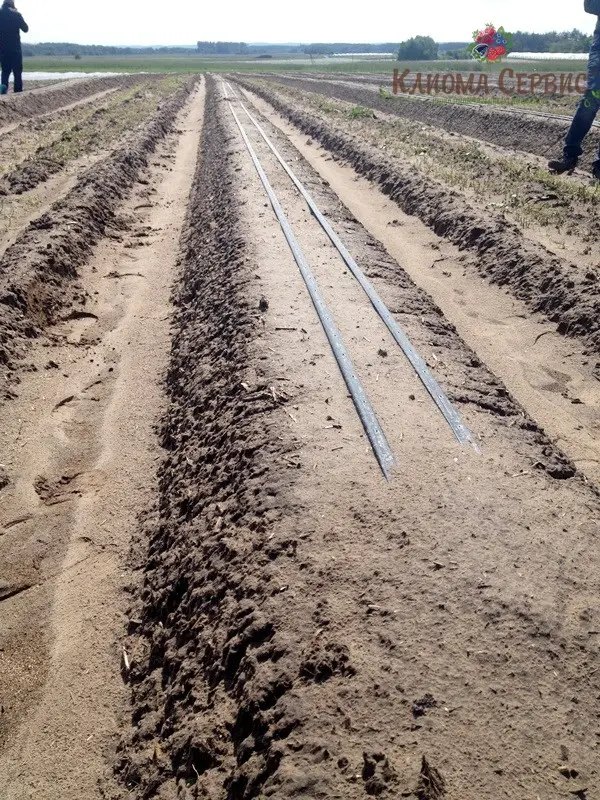 крапельний полив для плантації малини, органицация крапельного поливу на плантації малини