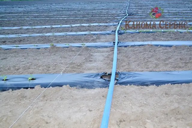 крапельний полив для плантації малини, органицация крапельного поливу на плантації малини