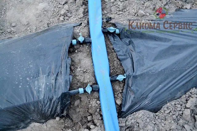 крапельний полив для плантації малини, органицация крапельного поливу на плантації малини