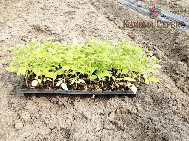 касетні саджанці малини ремонтантних сортів