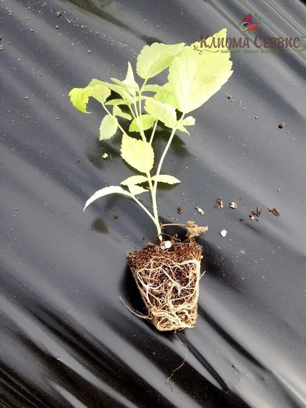 касетні саджанці малини ремонтантних сортів 