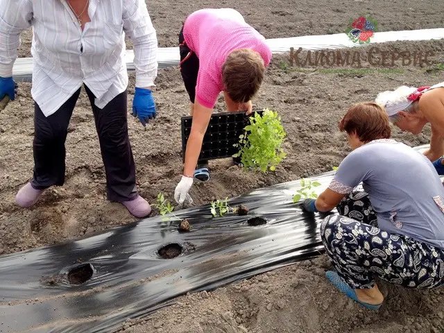Переваги посадки касетної малини на плівці мульчирующей