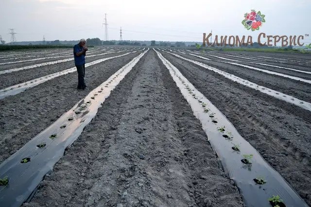 Висаджуючи касетні саджанці малини ремонтантних сортів