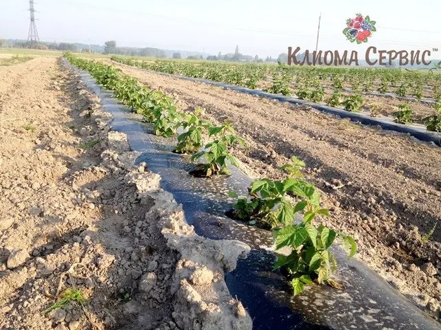 фото плантації малини через місяць після посадки на розсаднику Клиома Сервіс