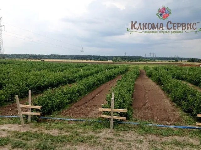 фото плантації малини на розсаднику Клиома Сервіс
