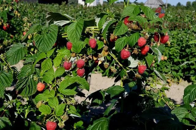 фото плантації малини через місяць після посадки на розсаднику Клиома Сервіс