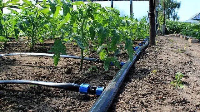 Крапельний полив — це сучасна, високоефективна та економна система зрошення. вода, крапельний полив, фільтрація води, фільтрація води для крапельного поливу, чому важливо фільтрувати воду, наслідки відсутності фільтрації