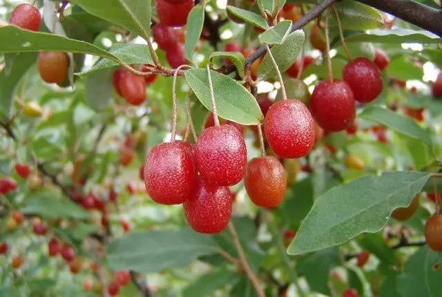 гумі, ягоди гумі, вирощування гумі, посадка гумі, лікувальні властивості ягід гумі, користь від ягід гумі
