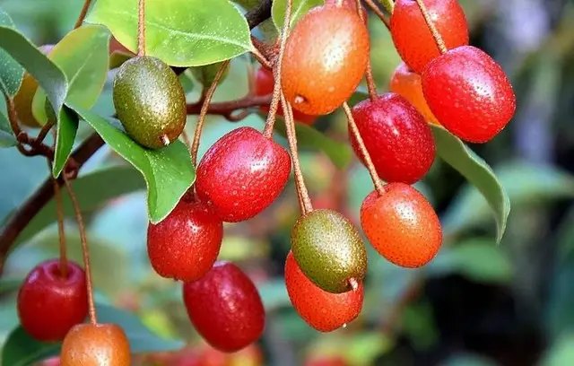 гумі, ягоди гумі, вирощування гумі, посадка гумі, лікувальні властивості ягід гумі, користь від ягід гумі