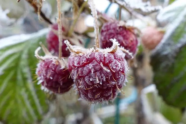Малина — одна з найулюбленіших ягідних культур у садівників. малина, вирощування малини, посадка малини, догляд за малиною, обрізка малини, підготовка малини до зими