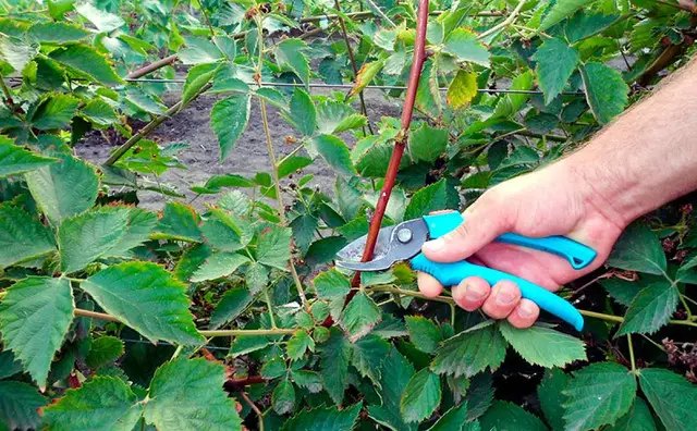 ожина, вирощування ожини, посадка ожини, догляд за ожиною, обрізка ожини, підживлення ожини