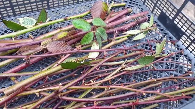 ожина, вирощування ожини, посадка ожини, догляд за ожиною, обрізка ожини, підживлення ожини