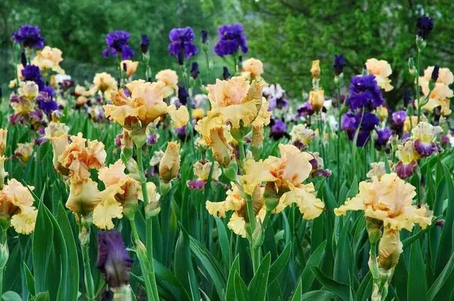 ірис, ірис бородатий, вирощування ірису бородатого, посадка ірису бородатого, догляд за ірисом бородатим