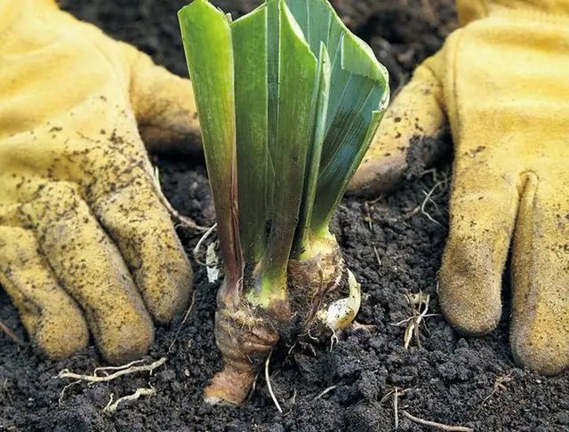ірис, ірис бородатий, вирощування ірису бородатого, посадка ірису бородатого, догляд за ірисом бородатим