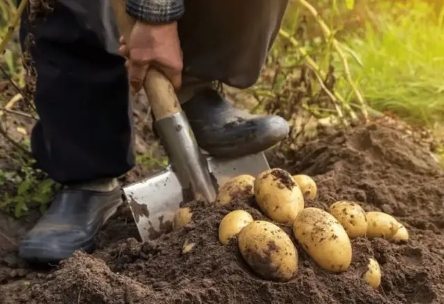 лунный календарь, лунный календарь садовода. лунный календарь огородника, лунный календарь на сентябрь 2025 года