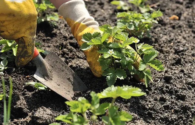 місячний календар, місячний календар садівника, місячний календар городника, місячний календар на вересень 2025 року