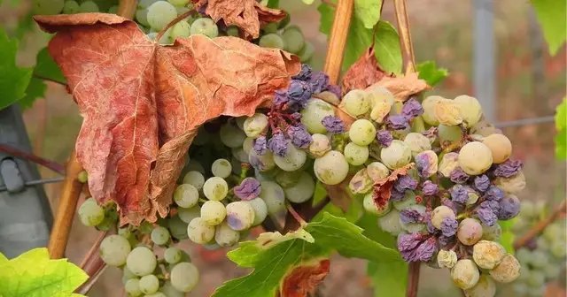 бактеріоз, виноград, бактеріоз винограду, бактеріоз культур, хвороба Пірса, як боротись з бактеріозом винограду