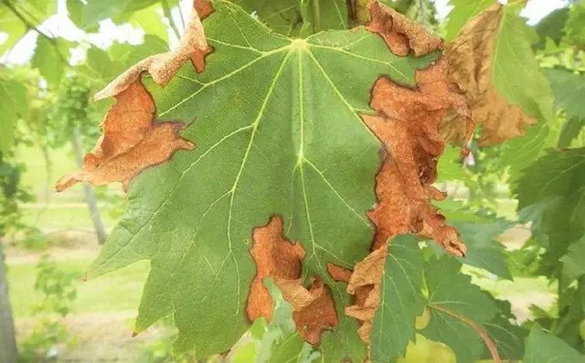 бактеріоз, виноград, бактеріоз винограду, бактеріоз культур, хвороба Пірса, як боротись з бактеріозом винограду