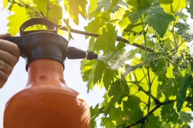 бактеріоз, виноград, бактеріоз винограду, бактеріоз культур, хвороба Пірса, як боротись з бактеріозом винограду