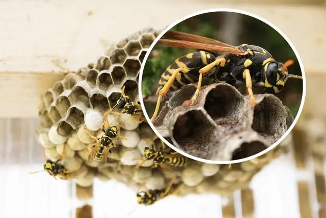 виноград, виноградник, захист виноградника, захист виноградника від ос, методи захисту виноградника від ос