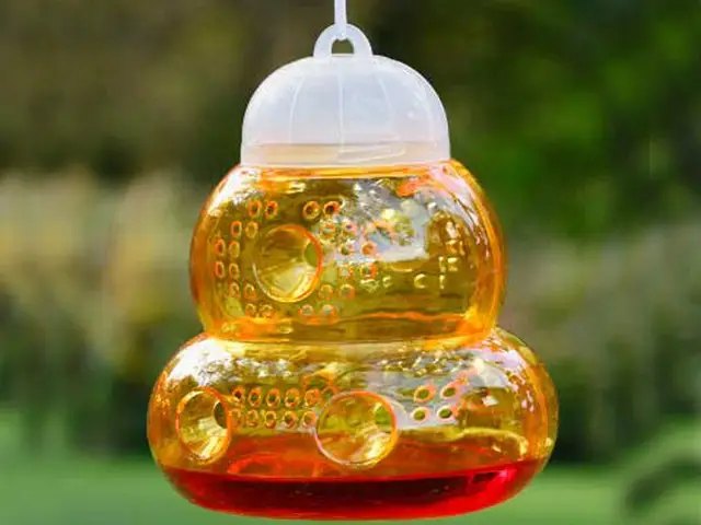 виноград, виноградник, захист виноградника, захист виноградника від ос, методи захисту виноградника від ос