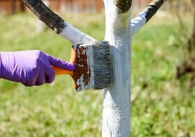 робота у саду, осіння робота у саду, осінні роботи в саду 2025, побілка, обрізка, підживлення, полив, підготовка дерев до зими