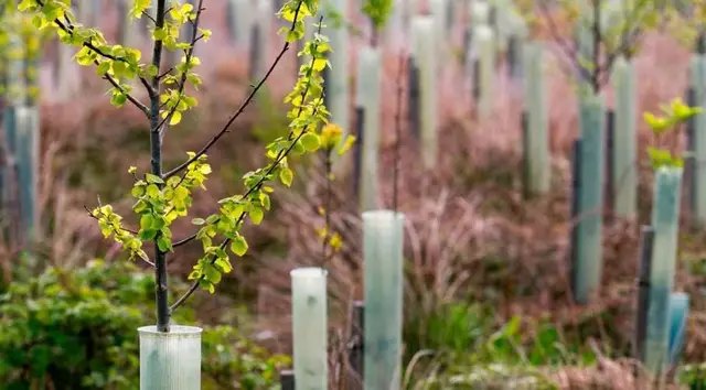 деревья, растения, посадка деревьев, посадка деревьев осенью, посадка растений осенью, какие растения лучше садить осенью
