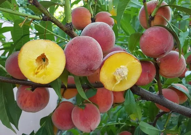 персик, выращивание персика, посадка персика, сорта персика, саженцы персика, сорта персика от Клиома Сервис