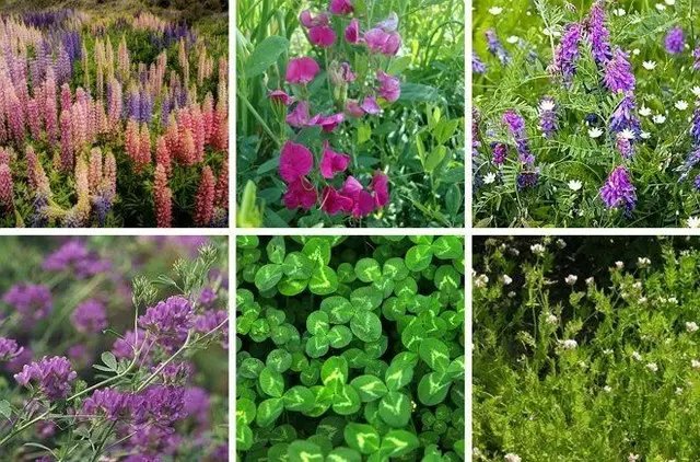 сидерати, використання сидератів, посів сидератів, посів сидератів у вересні, посів сидератів для покращення структури грунту