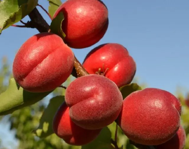 абрикос, сорта абрикосов, выращивание абрикосов, посадка абрикосов, саженцы абрикосов, саженцы абрикосов осень 2025 года