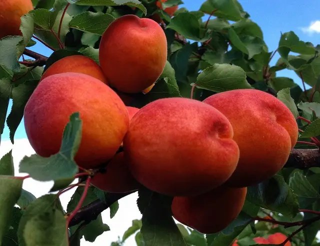 абрикос, сорта абрикосов, выращивание абрикосов, посадка абрикосов, саженцы абрикосов, саженцы абрикосов осень 2025 года